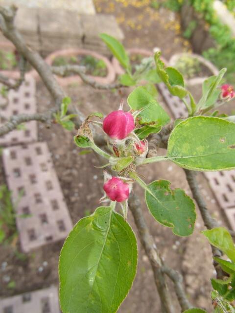 Ein kleiner Baum mit großen Äpfeln !