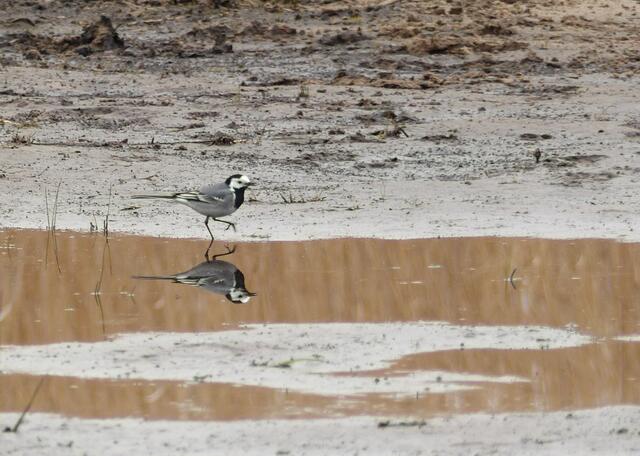 Hier erklärt sie pantomimisch ihren Namen. Die kleine Bachstelze  (Motacilla alba) mit Spiegelbild im Würmsee. Ein Männchen im Brutkleid.