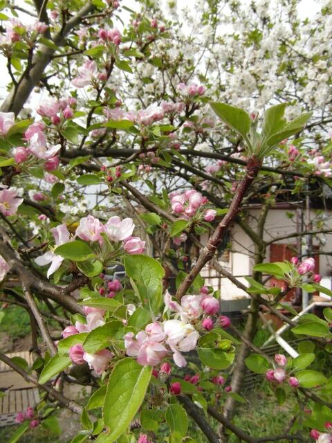 Mein kleines Apfelbäumchen mit zartrosa Blüten, die in die weißen Blüten des Zwetschgenbaumes hineinragen !
