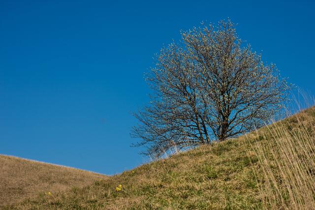 Am NSG Badberg am Kaiserstuhl