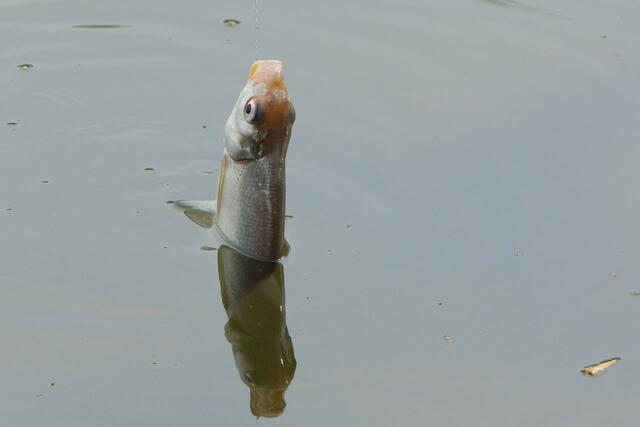 "Nee, ich schau nicht nach dem Wetter, sondern hänge am Angelhaken!" Der Fisch hatte zunächst noch einmal Glück, nach dem Aushaken setzte ihn der Angler zurück in den Teich, er war ihm zu klein!