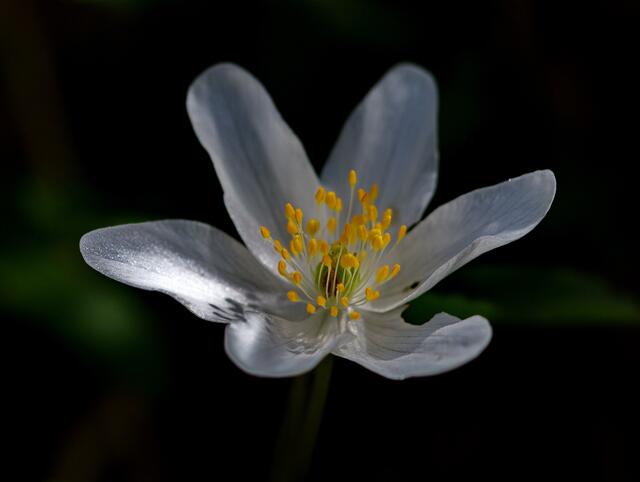 Im Morgenlicht