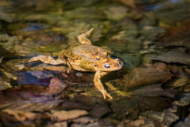 Rettungschwimmer, oder Krötenfrühling