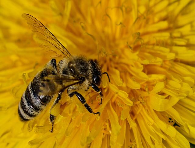 IOm Bienenschlaraffenland