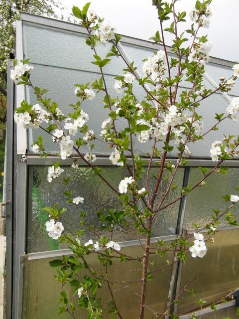Es blüht, aber ich weiß nicht was das für ein Baum ist?