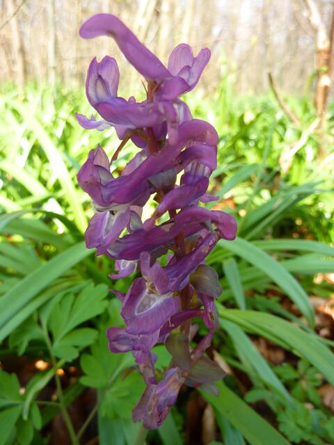 Waldhyazinthe