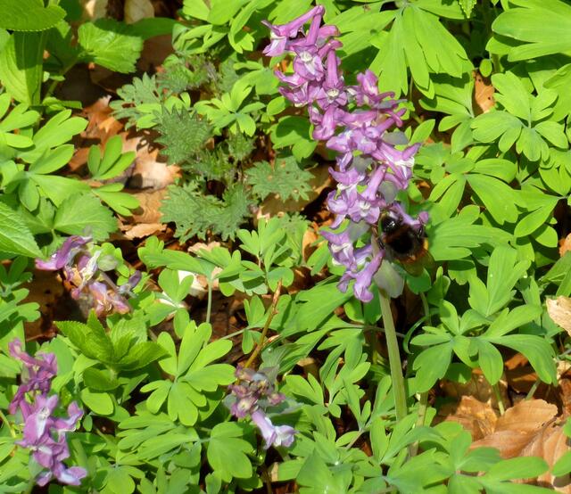 Eine Hummel hängt schwer an den Blüten.