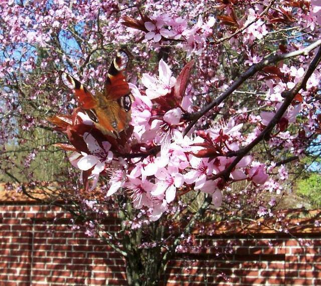 Schmetterling an der Kirschbaumblüte