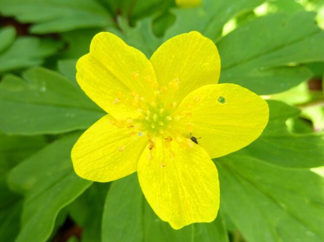 Sumpfdotterblume?