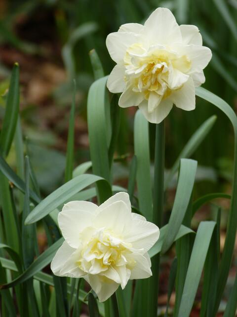 ..gefüllte Narzissen ,vorher noch nie gesehen.