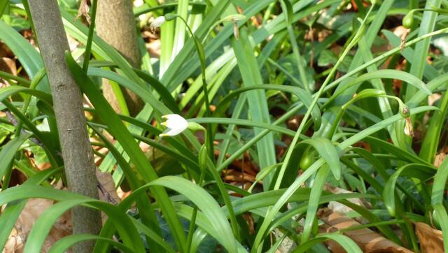 Die letzte Märzenbecherblüte richtete sich nach der Sonne aus.