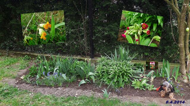 (14) !!! Sonntags + Monatsbilder / Blumenbeet !!!  6.4.2014      Temperatur: Plus 9°C / 12:16h / 16°C Plus                  Wind:1-3/ bewölkt / sonnig