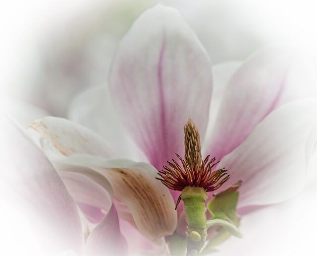 Verbühte Magnolie