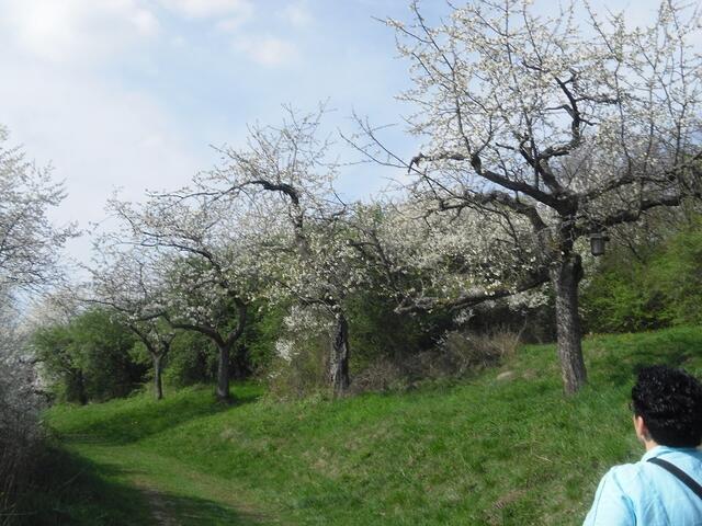 Blühende Kirschbäume
