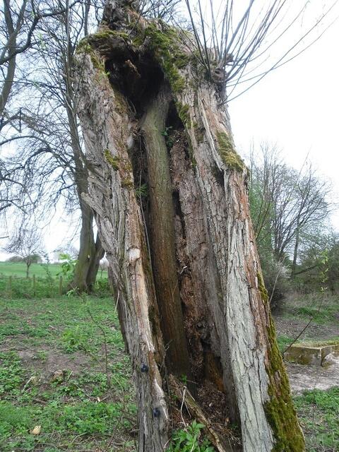 Ein Baum im Baum