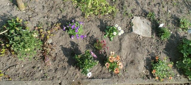 Verschiedene Blumen,die ich pflanzte