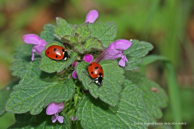 Abgelichtet, bei uns im Garten.