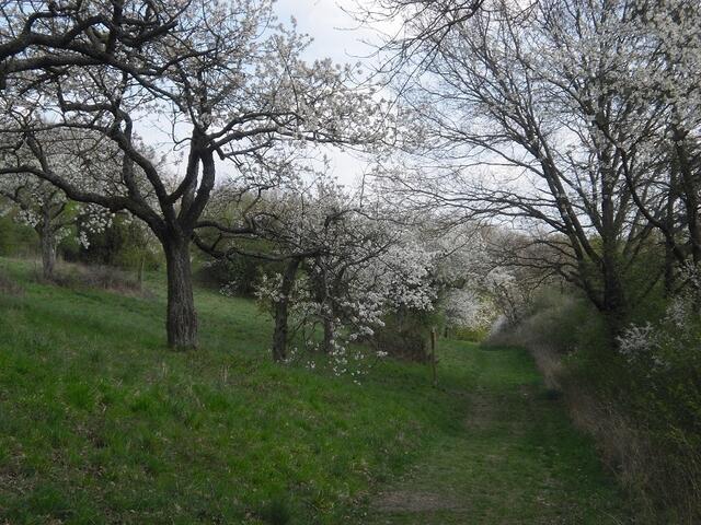 Die Kirschenalle