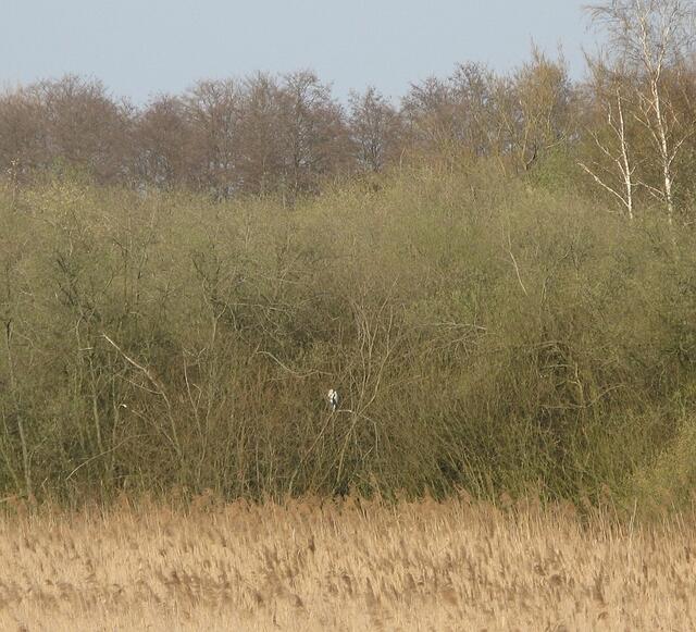 Graureiher im Ansitz