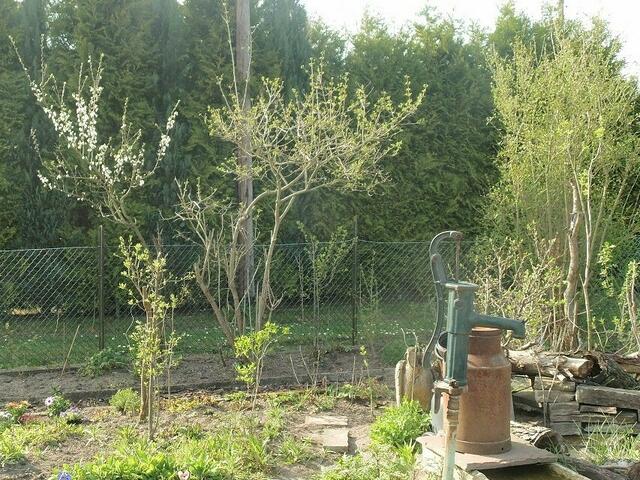 Die Ecke am Zaun hinter dem Teich...