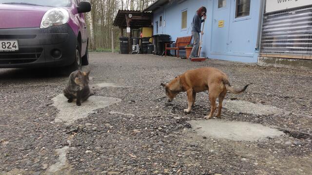 Sunny und Balou