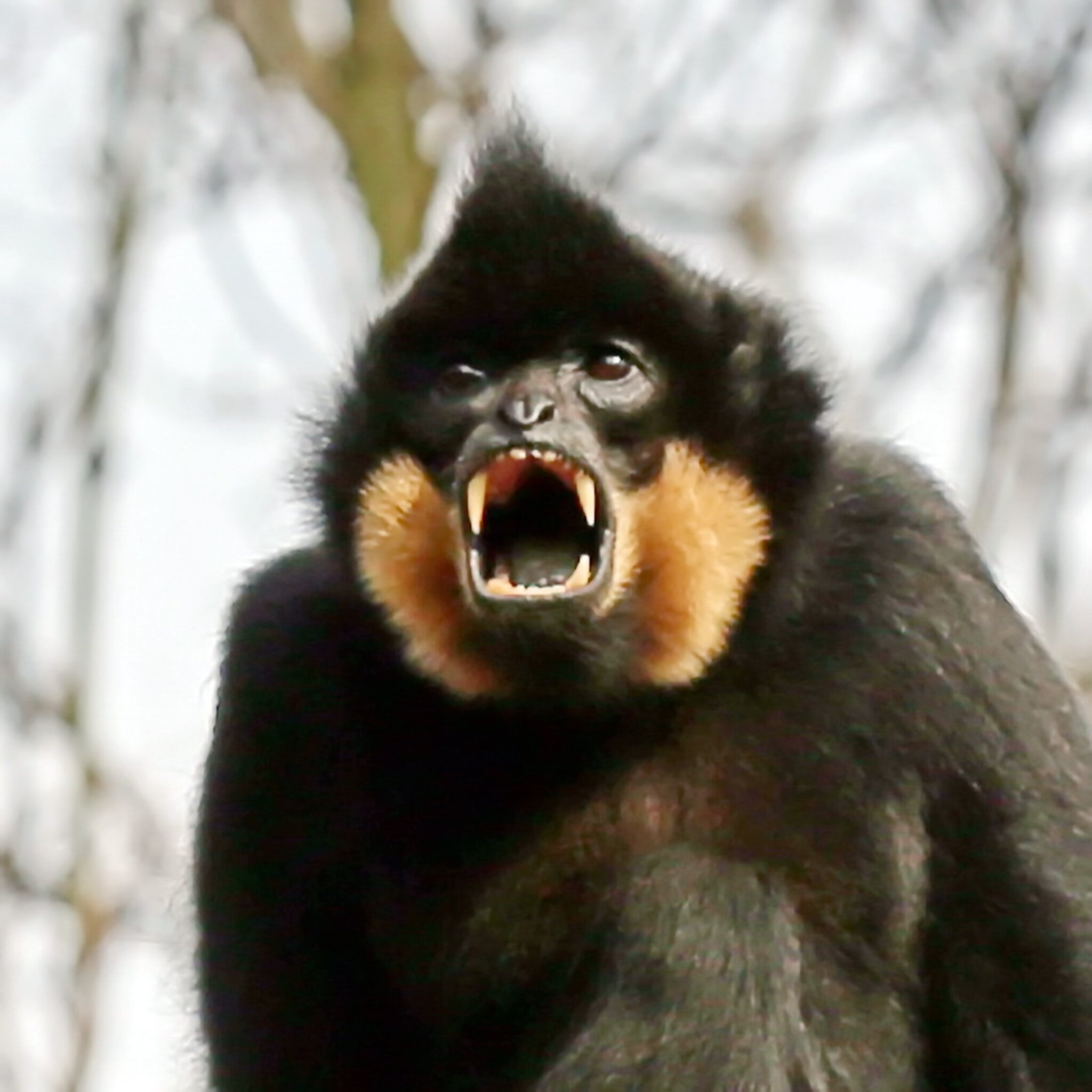 Singende Gibbons HannoverZoo
