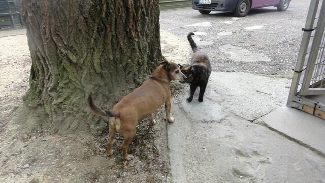 Balou zu Besuch mit Sunny