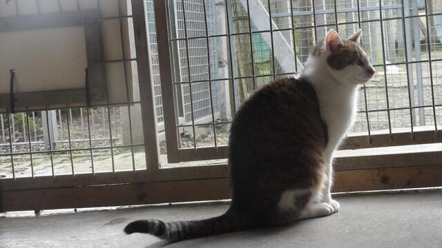 Pepino