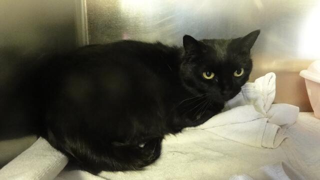 Blacky