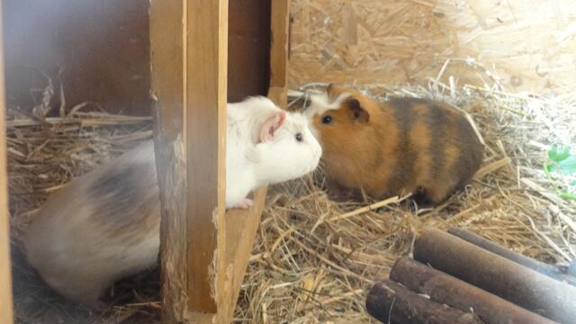 Shaun und Bitzer