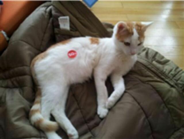 Barney (Privatvermittlung)