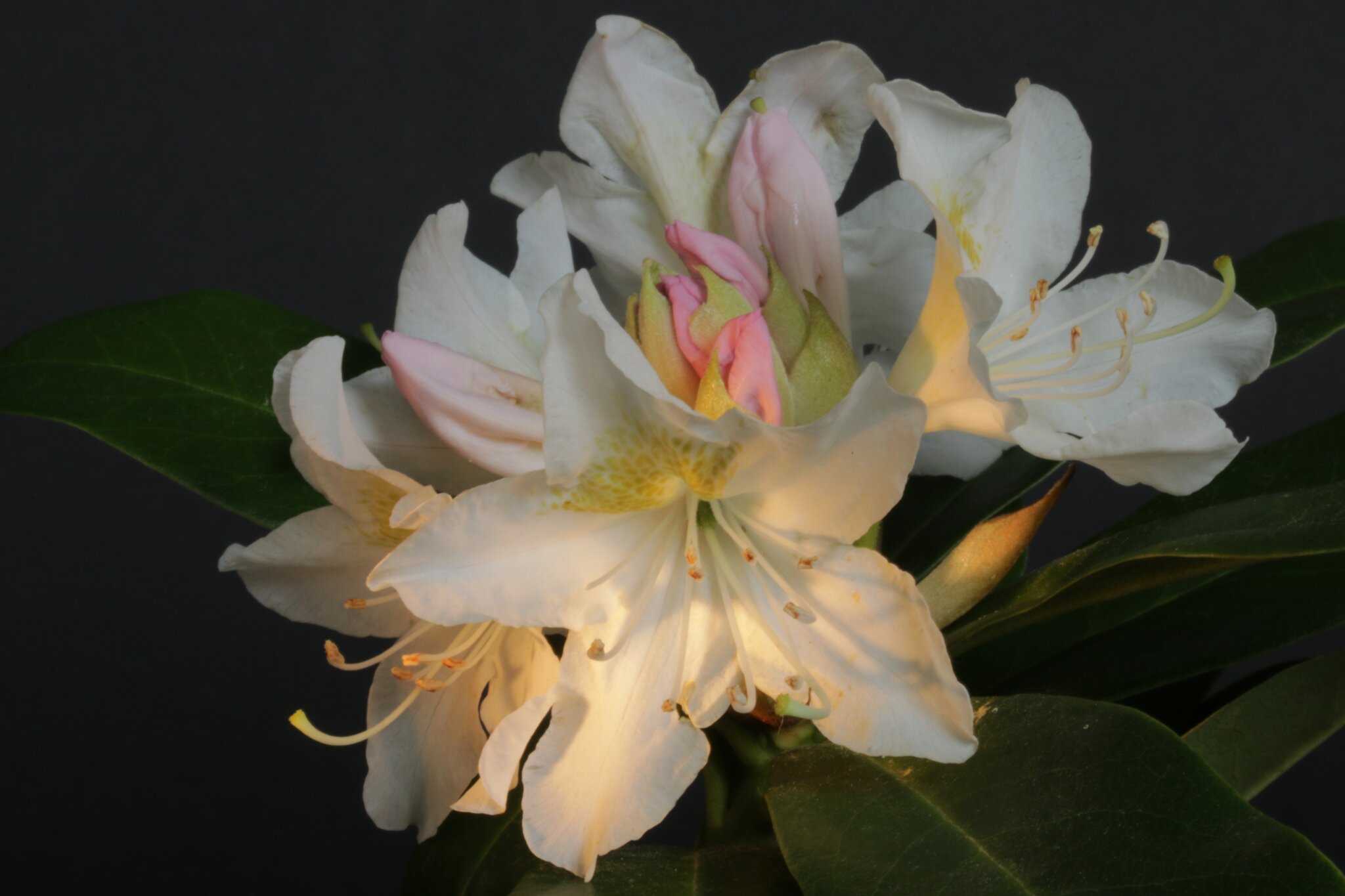 Der Name "Rhododendron" leitet sich aus den griechischen Wrtern fr Rose  (rhodos) und Baum (dendron) ab. - Bochum
