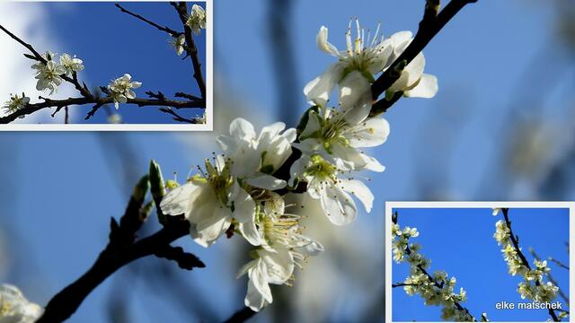 heute am 09. April 2014 fotografiert....