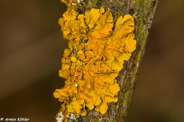 Gelbfarbener Pilz oder Flechten