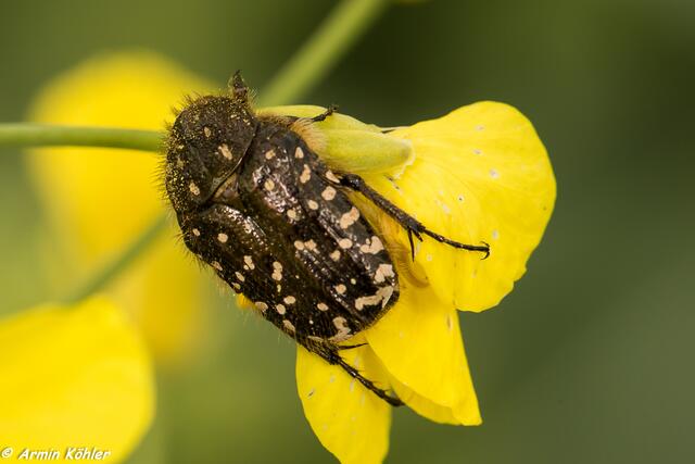 Wie heißt dieser Käfer ?