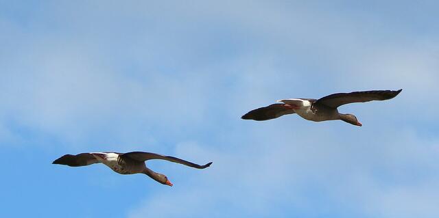 ...die Beiden sind auf dem Flug nach Lehrte, Gerda und Gustav haben zum Kaffee geladen. ;-))
