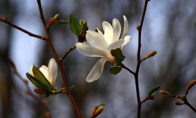 Magnolien