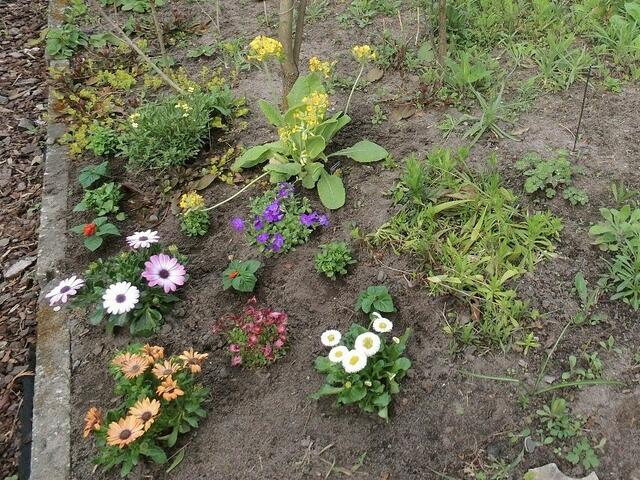 Noch mehr Blumen am Wegesrand-umrahmt von Erdbeeren und ausgesäaten Blümchen....