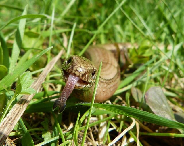 Die Blindschleiche in meinem Garten.