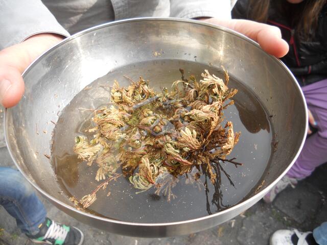 Die Rose von Jericho. Ein gutes Symbol für die österliche Zeit. Auch wenn man glaubt, dass alles zu Ende ist, gibt es immer wieder einen Neuanfang