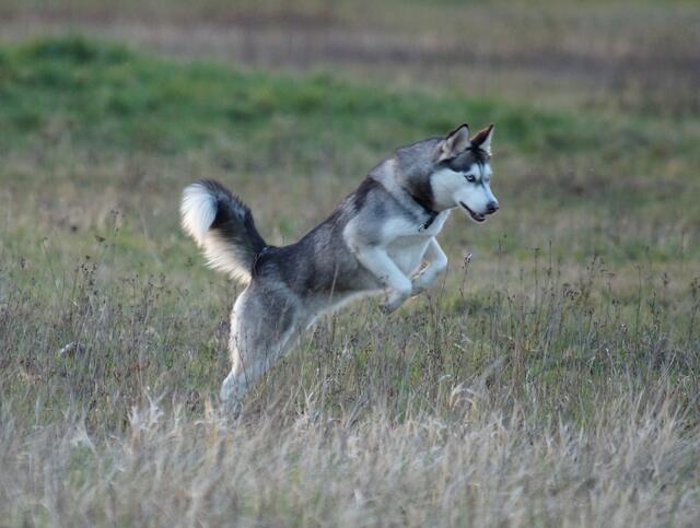 29. März 2014. Eine besondere Momentaufnahme. Der Frühling verleitet auch diesen schönen Husky auf der "Hundeauslauffläche" im Wietzepark zu ausgelassenen Sprüngen. Er vollführt einen "Maussprung" wie ein Fuchs!  Gilt auch dort im Bereich der Hundeauslaufflächeauch ab dem 1. April die "Anleinpflicht"?