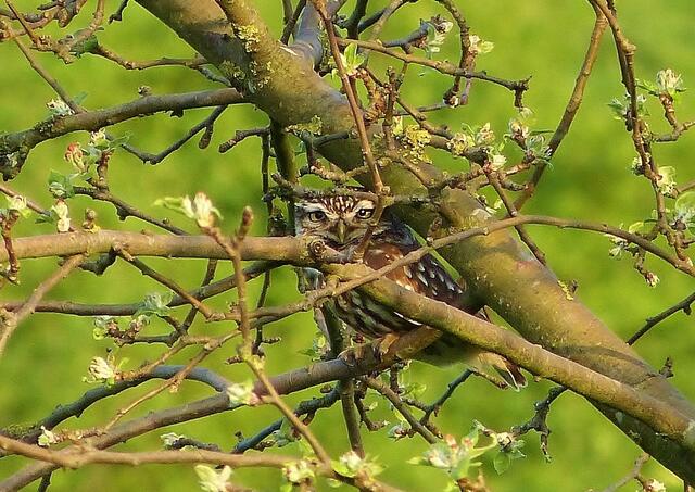 versteckt sich im Apfelbaum