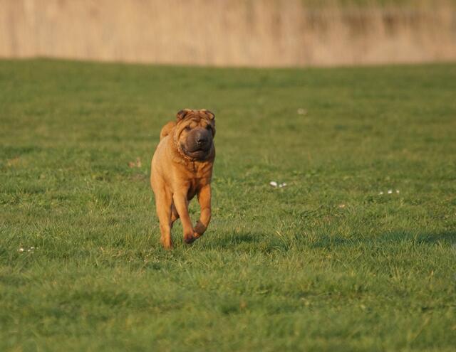 Auch der ursprünglich aus China stammende Shar-Pei tobte hier (am 29. März) in Frühlingslaune über die Wiesen der "Hundeauslauffläche" am Wietzesee. Hunden dieser alten, aber in den 50er Jahren schon fast vom Aussterben bedrohten Rasse, begegnet man bislang eher selten.