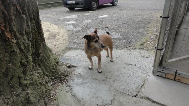 Balou (Pflegestelle)