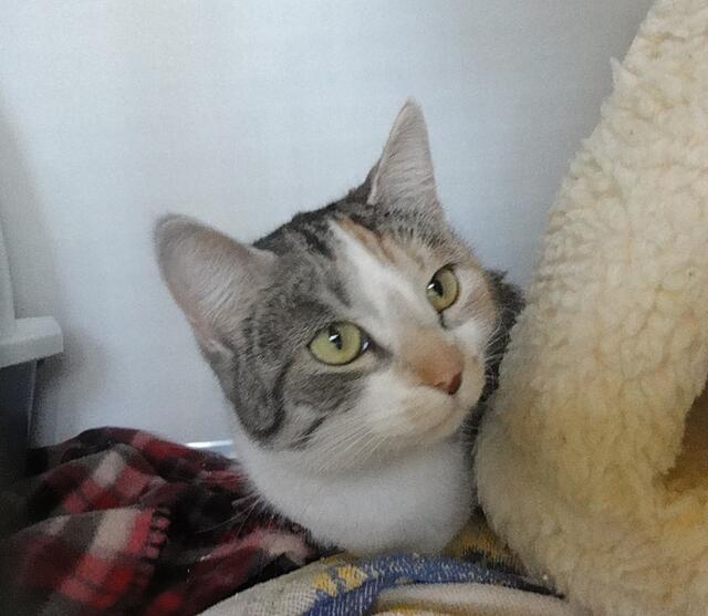 Daisy