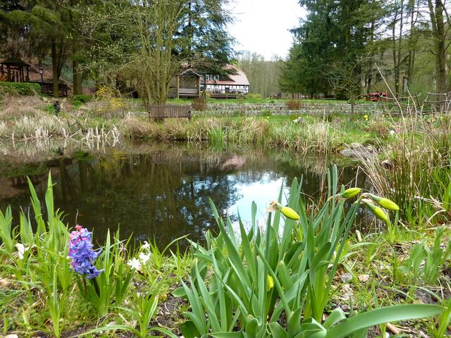Frühlingsblumen am Teich; im Hintergrund die Boltenmühle