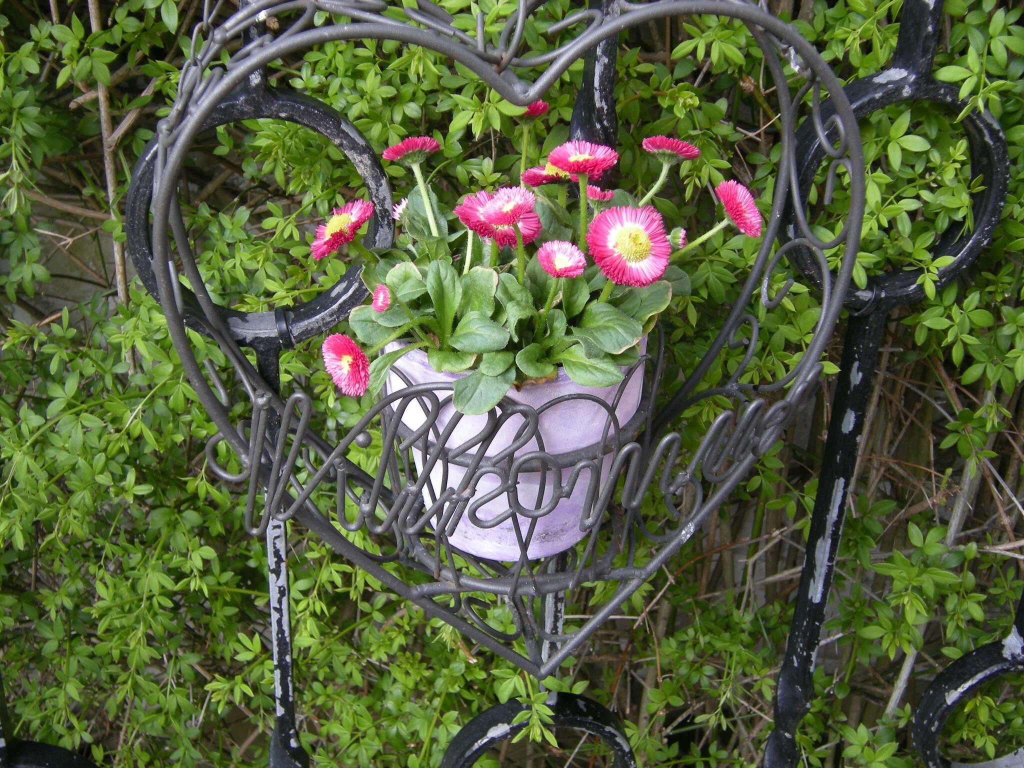 Der Garten meiner Tochter Andrea unter der Pflege von Volker. - Lehrte