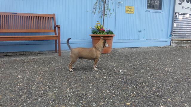 Balou (Pflegestelle)