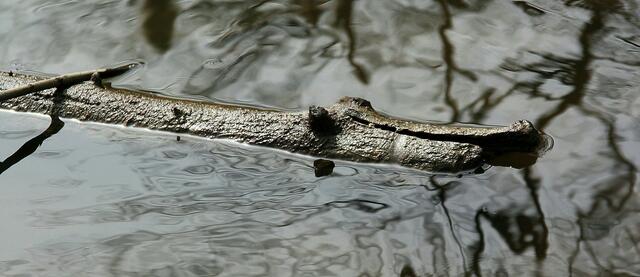 Mein erstes Schloßteichreptil!