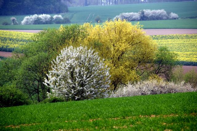 mitten im Feld